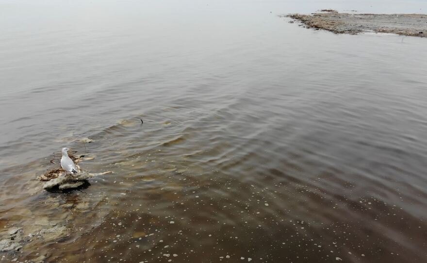 A lone seagull is perched on section of lakebed that has breached the surface of the Salton Sea on Feb. 25, 2019