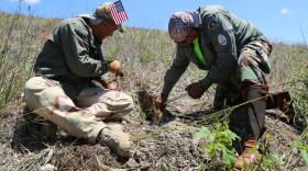 Swamp Apes Joe 'Mojo' Detre and Tom Aycock dig a hole on the side of a levee looking for Burmese python nests in this undated photo. 