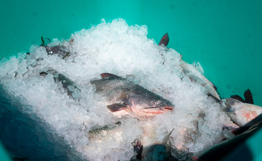 Newly harvested blue catfish are quickly put on ice, ready to be sent to a seafood processor.