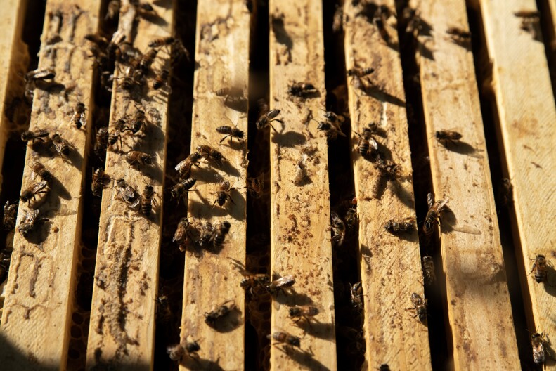 Bees crawl into their manmade colony, Jan. 8, 2024.