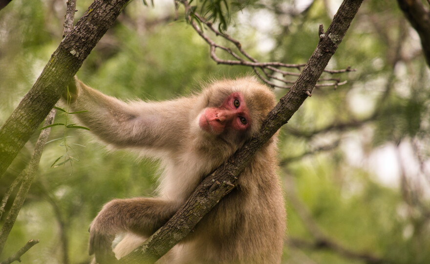 One of the macaques at a Texas sanctuary, where researchers ran tests to see if  the monkeys became germaphobes after experiencing a viral outbreak.