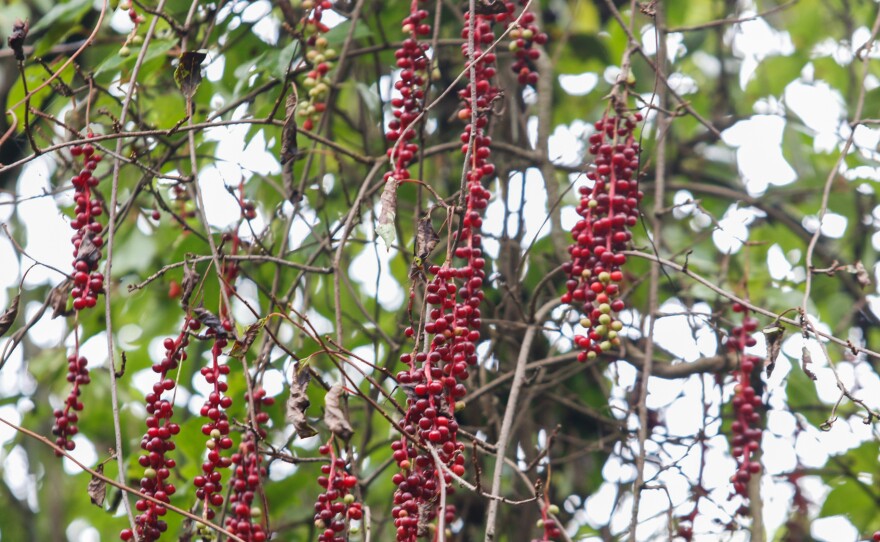 Local schisandra pickers in the Upper Yangtze have been trained to gather berries only from the lower two-thirds of the vine, leaving the rest for birds and wildlife that would spread the seeds through the forest.