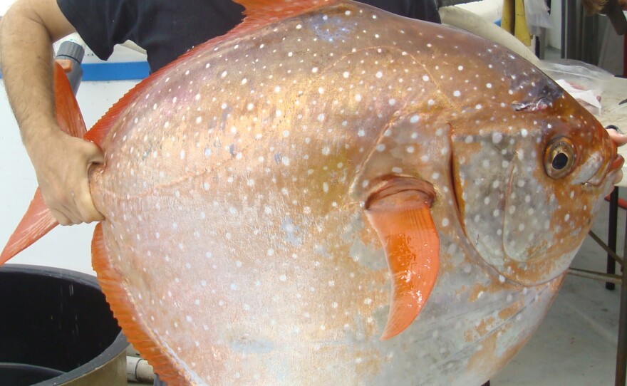 NOAA Fisheries biologist Nick Wegner holds an opah caught during a research survey off the California coast. Researchers say the opah is the first fish known to be fully warm-blooded, circulating heated blood throughout its body.