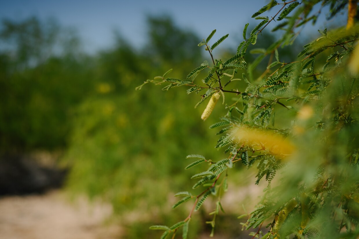 A honey mesquite tree blooms on the Quechan Reservation in Imperial County on April 27, 2024. The tribe is working to restore hundreds of native trees along the banks of the Colorado River.