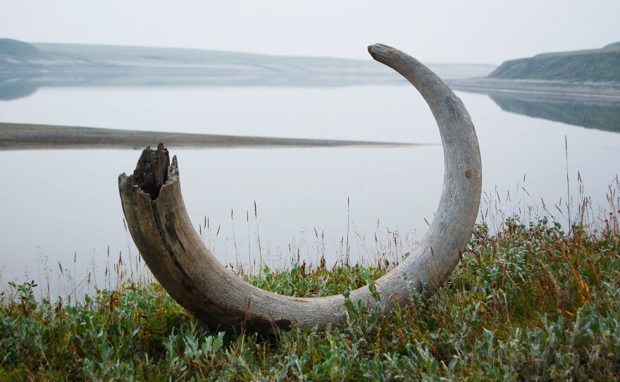 Woolly mammoths depended on tiny flowering plants for protein. Did the decline of the flowers cause their extinction?