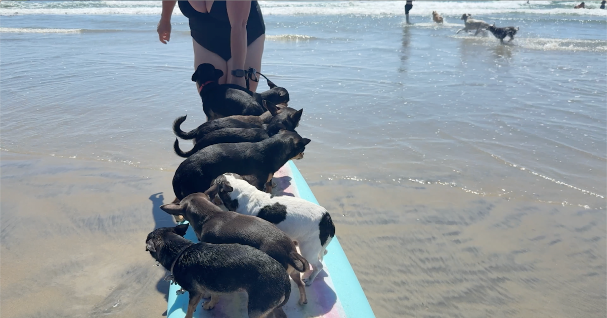 KEN KRAMER’S ABOUT SAN DIEGO: The Romping Canines of Dog Beach