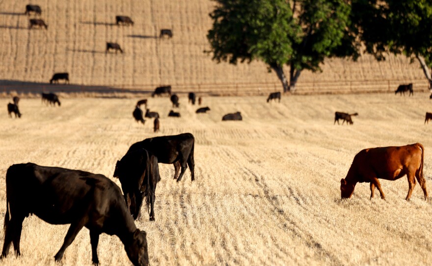 Cattle graze amid drought conditions near Ojai, Calif., on June 21. Drought in parts of the country have forced some ranchers to slaughter their cattle early, leading to a drop in beef prices that will only be temporary.