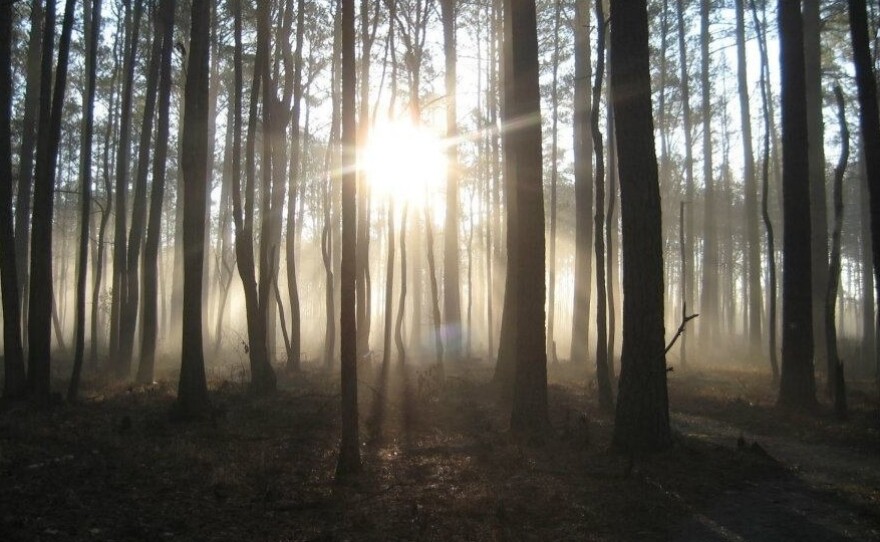 Great Dismal Swamp, in Virginia and North Carolina, was once thought to be haunted. For generations of escaped slaves, says archaeologist Dan Sayers, the swamp was a haven.