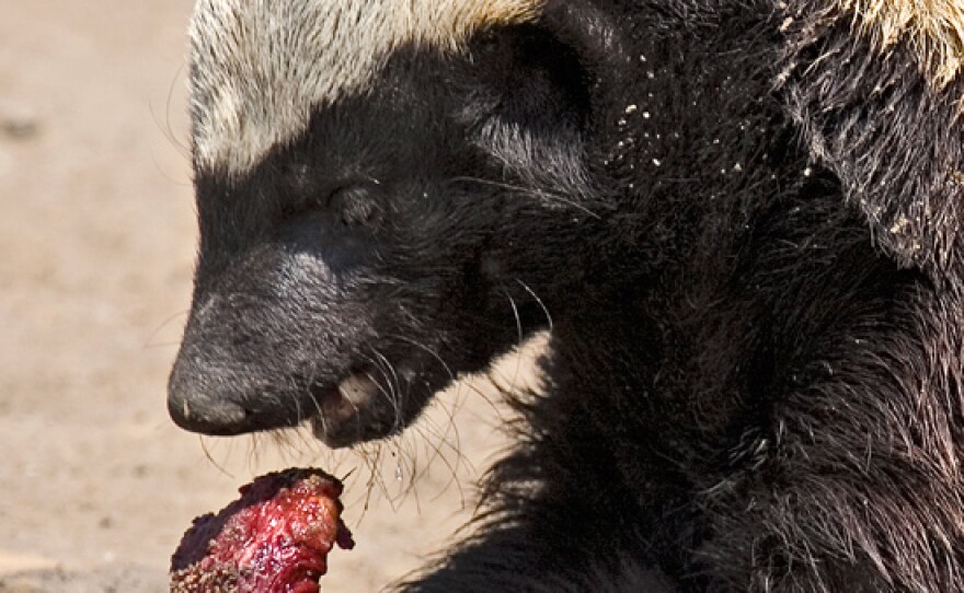 Honey Badger making a meal out of a small mammal, Moholoholo Wildlife Rehabilitation Centre, South Africa.