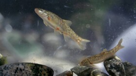 This undated photo provided by the United States Fish and Wildlife Service shows Santa Ana speckled dace fish.