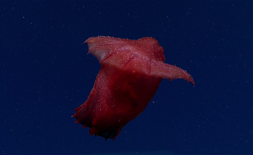 A sea cucumber that looks like a headless chicken has been caught on video in the deep seas near East Antarctica, thousands of miles from where one of the species was last spotted.