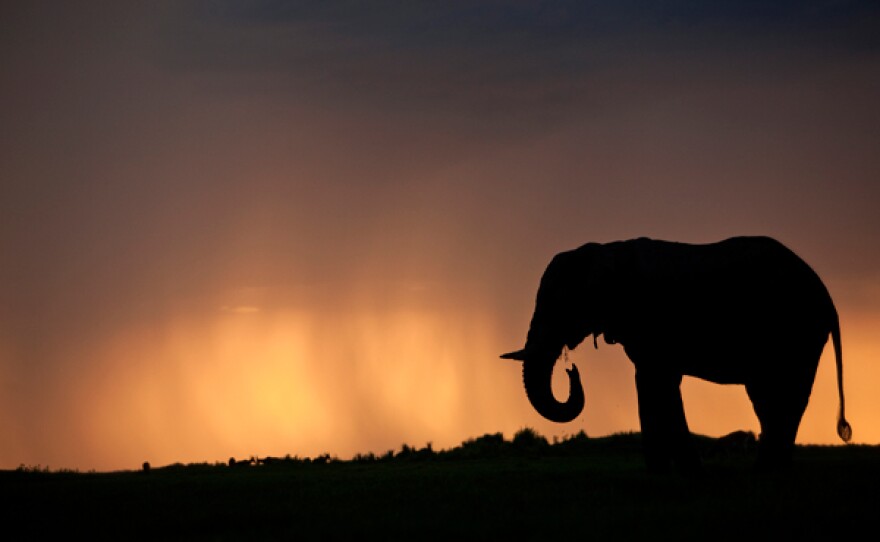 Silhouette of an elephant bull (Loxondonta Africana) at sunset with a stormy cloud in the background in the Okavango Delta in Botswana.