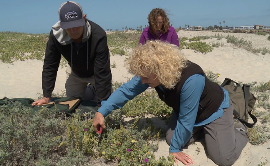 Host Nan Sterman (right) working with Joe Davitt (left) and Stacy Anderson (center) of San Diego Zoo Global’s Native Seed Bank to collect an herbarium specimen of a rare plant on the dunes at Dog Beach in Ocean Beach, Calif.