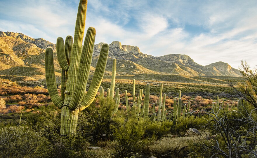 Saguaro cactus (Carnegiea gigantea), Sonoran desert, Ariz