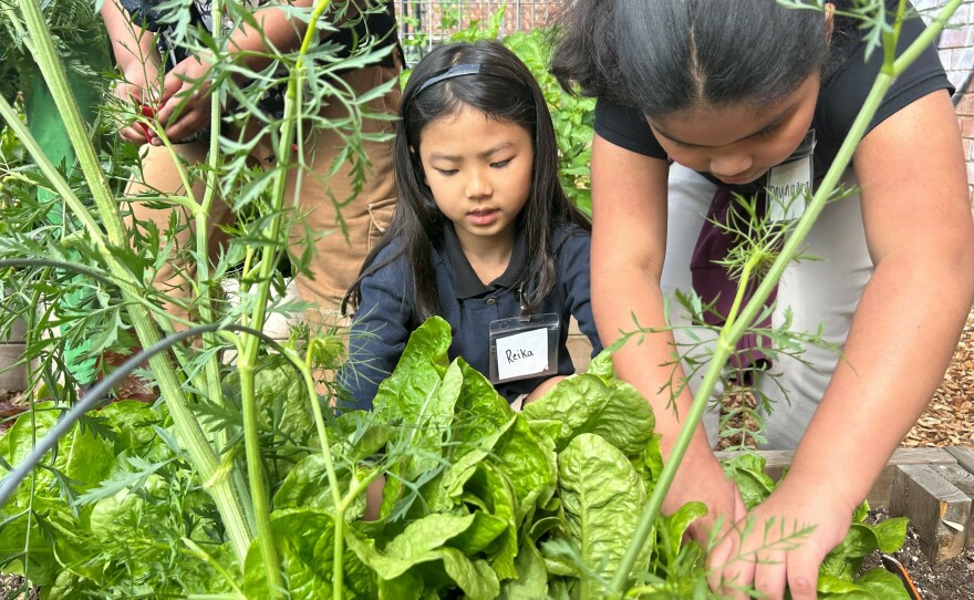 Reika Noguchi and Dayanara Torres tend to the vegetable garden at the <a href="https://urldefense.com/v3/__https:/www.swwfs.org/__;!!Iwwt!TDsbJHS8cG8uYLDk_pQtugskiD2KMv_P3AJP7fz_5jcSiZX5ZLLubELG3_JA1VAhARy4co9RNrxWvw$">School Without Walls at Francis Stevens</a> in Washington, D.C.