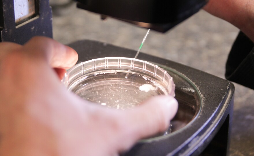 Kyle Greiman is a lab technician for Westwood Embryo Services. He peers through a microscope, counting and rating embryos on a scale of "transferable" quality to "degenerate."