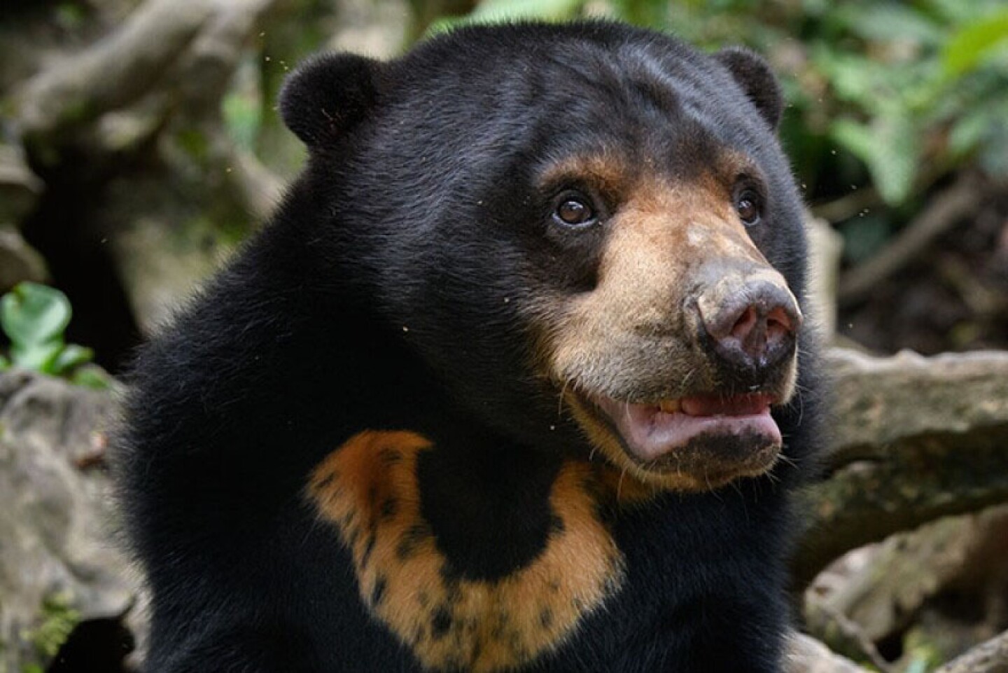 The Bornean sun bear, Helarctos malayanus, is the smallest bear in the world and found only on the island of Borneo. Being so small makes it a fantastic climber, able to climb higher than any other bear. Commercial hunting, the pet trade and the loss of their forest home have had a severe impact and their population. Numbers are thought to have declined by more than 30 percent meaning they now face a high risk of extinction in the wild.