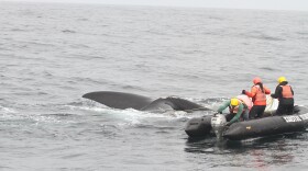 Responders use a grapple to reach the entanglement trailing behind a North Atlantic right whale. Undated photo