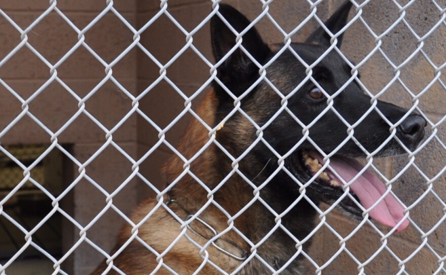 Rex, a retired K-9 dog, is in the custody of Animal Services as officials in Albuquerque, N.M., decide what to do with him.