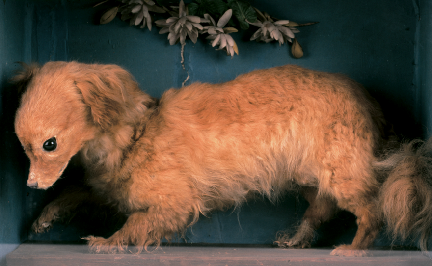 "Whiskey," a taxidermied turnspit dog on display at the Abergavenny Museum in Wales.