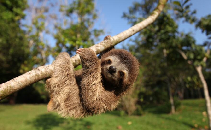 Baby three-toed sloth hanging on tree branch.