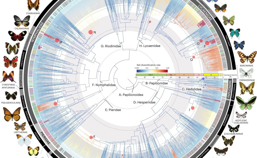 This image shows a time-calibrated tree of 2,244 butterfly species.
