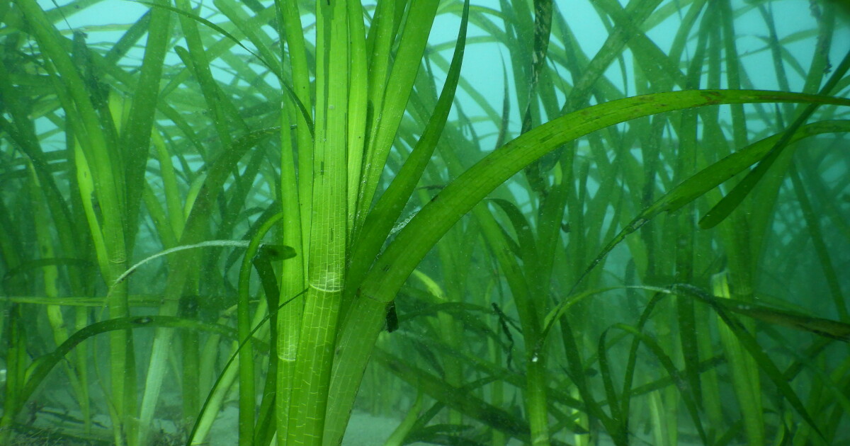 Hybrid seagrass 'mistake' could help restore San Diego’s underwater meadows