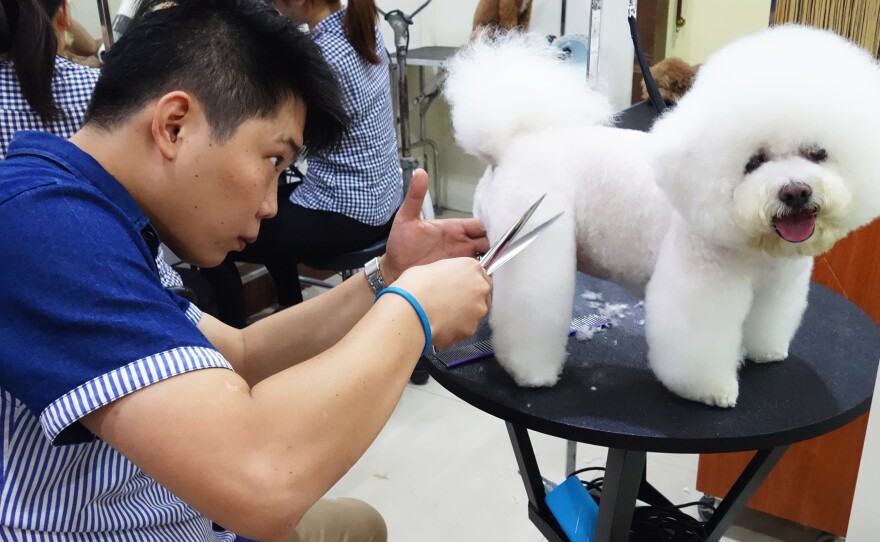 Pet groomer Xiao Mo gets to work shaping Tang Xiong Xiong, one of his many canine clients, into a square.
