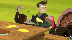 Chris eating corn with turkeys in a scene from WILD KRATTS "Happy Turkey Day."