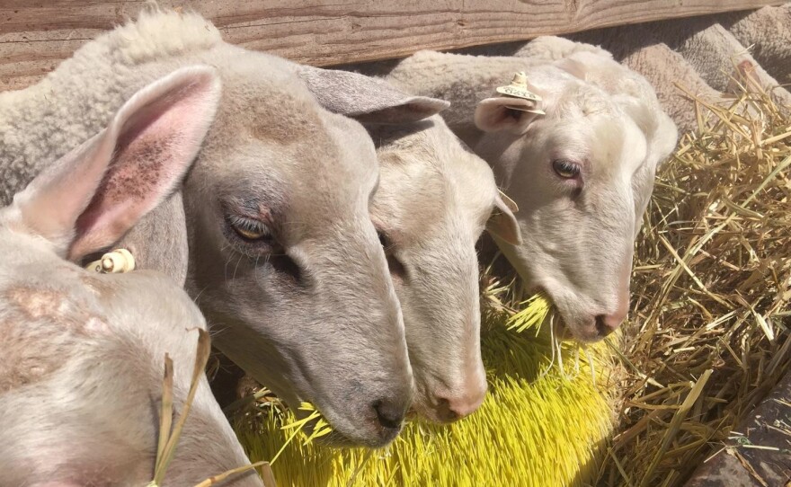 These Central Valley sheep are happily munching on sprouted barley grown indoors. Farmer Mario Daccarett says the barley, grown in shipping containers, is sweet and keep his sheep full for longer.