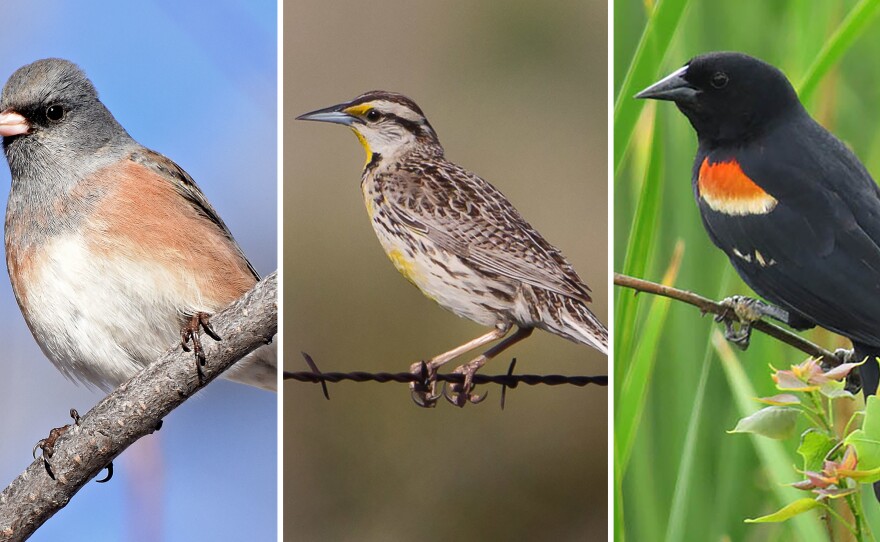 (Left to right) Dark-eyed Junco, Eastern Meadowlark, Red-winged Blackbird