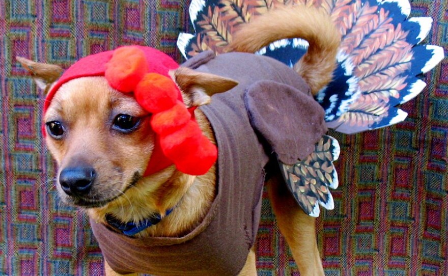 We don't endorse dressing your dog up for Thanksgiving.