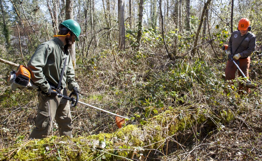 Aaron Blacklock, left, and Joel Conaway of Oregon's Wildfire Workforce Corps clear undergrowth in a Eugene community to help reduce the risk of wildfire in the neighborhood, March 30, 2021.