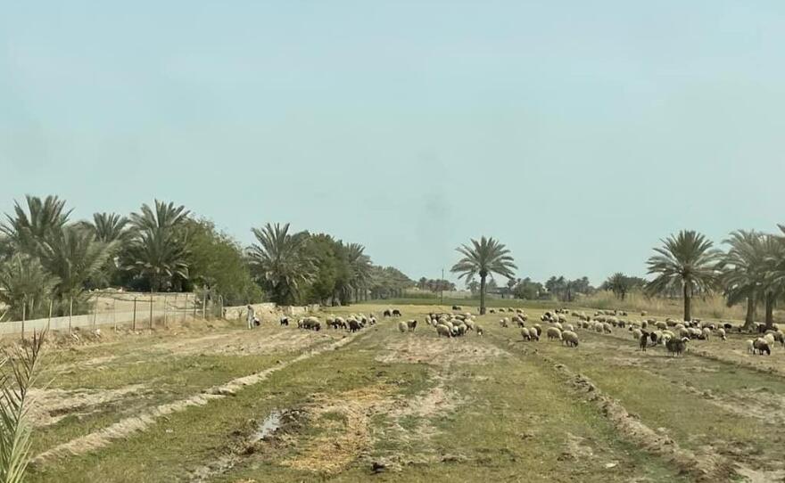 Iraqi farmers raising livestock near burn pits have seen their animals get sick and suffer higher rates of birth defects than expected.