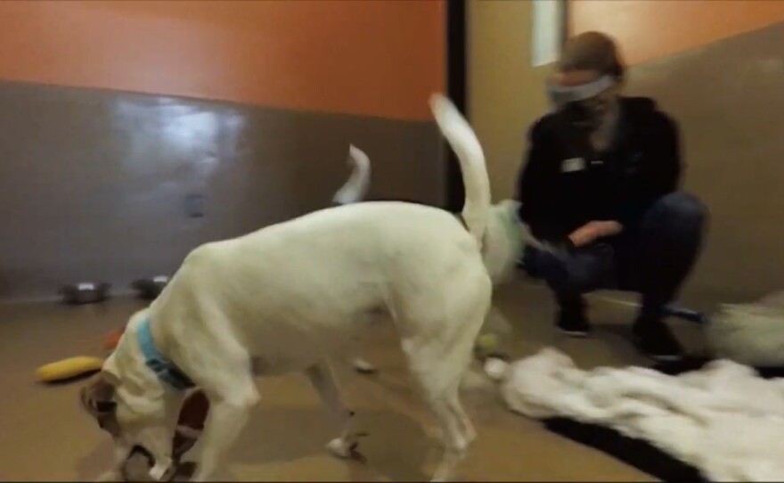 A dog playing with a stuffed animal at the San Diego Humane Society shelter on Nov. 24, 2020.