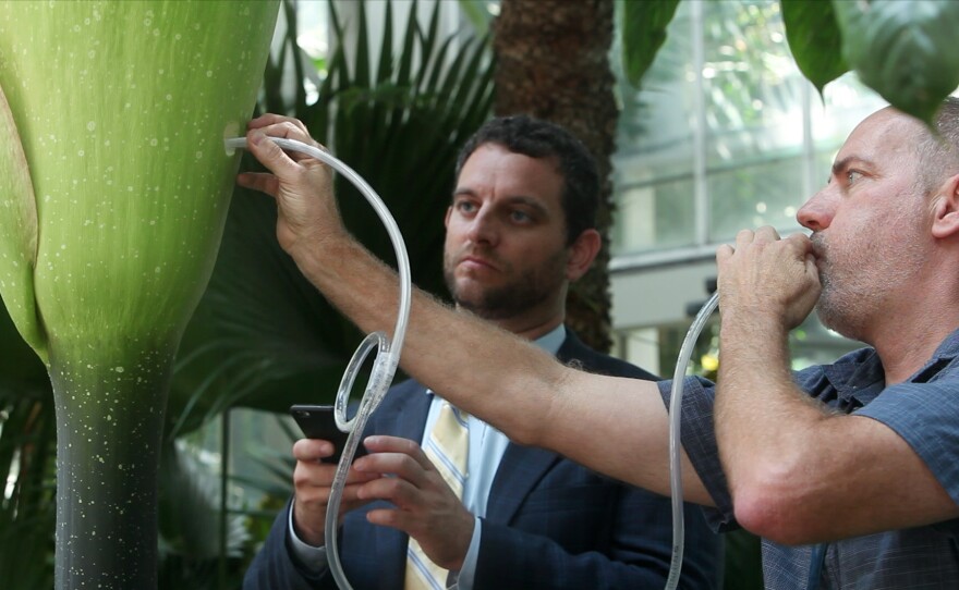 Ari Novy, the U.S. Botanic Garden's executive director, watches Bill McLaughlin, the garden's curator of plants, blow pollen into the base of the D.C. bloom. The pollen was delivered via express mail from the keepers of an Indiana corpse flower named Wally.