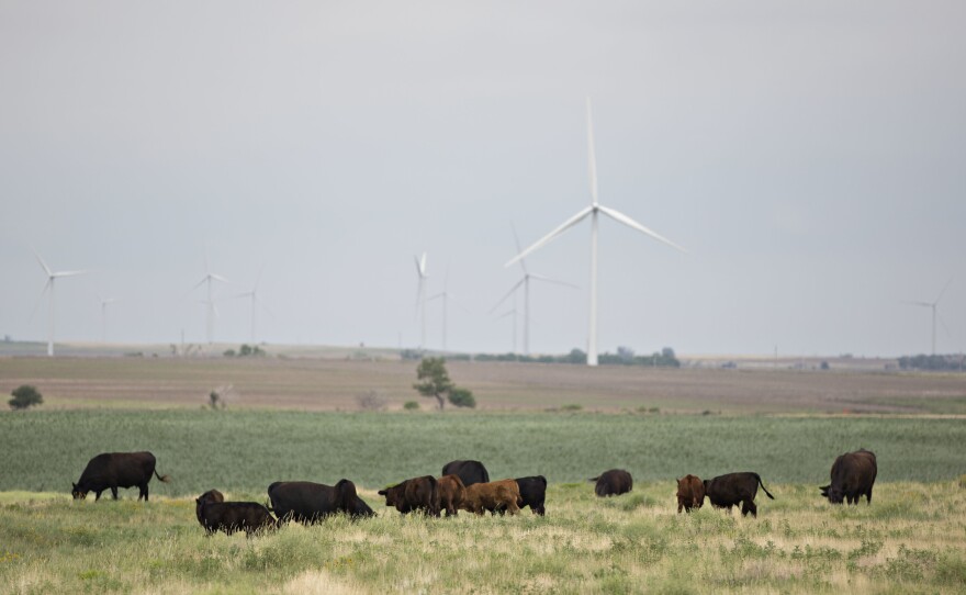 Kansas officials say weather conditions made it hard for cows to cool down in an intense heat wave. Here, cattle graze near wind turbines in Hays, Kansas, in 2017.