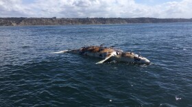A dead grey whale off the coast of Torrey Pines State Park, March 26, 2018. 