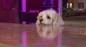 A dog sits at the bar at Cheers in University Heights. According to Voice of San Diego reporter and dive bar enthusiast Jakob McWhinney, a dive bar is a place "where you can be known" and where people build community.