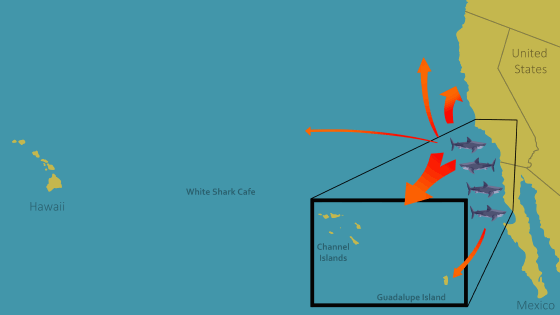 An undated animation shows where white sharks go after they leave their nursery habitats off southern California as of 2024.