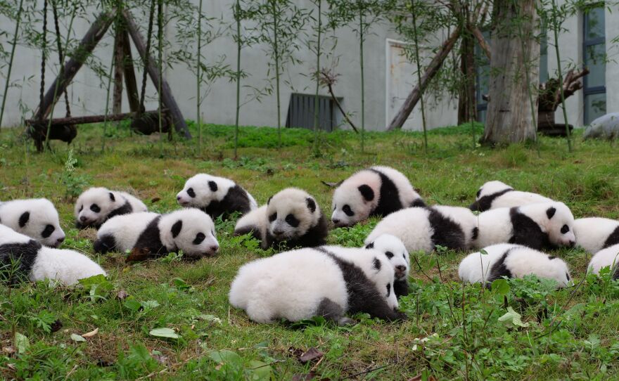 Zoologist Lucy Cooke says we infantilize pandas because they look cute. "We don't think of them as bears," she says. "We think of them as helpless evolutionary mishaps." Though captive breeding programs get a lot of press, she wishes that there were more emphasis on maintaining their natural habitat. Above, panda cubs at a conservation center in Wenchuan in China's southwestern Sichuan province.