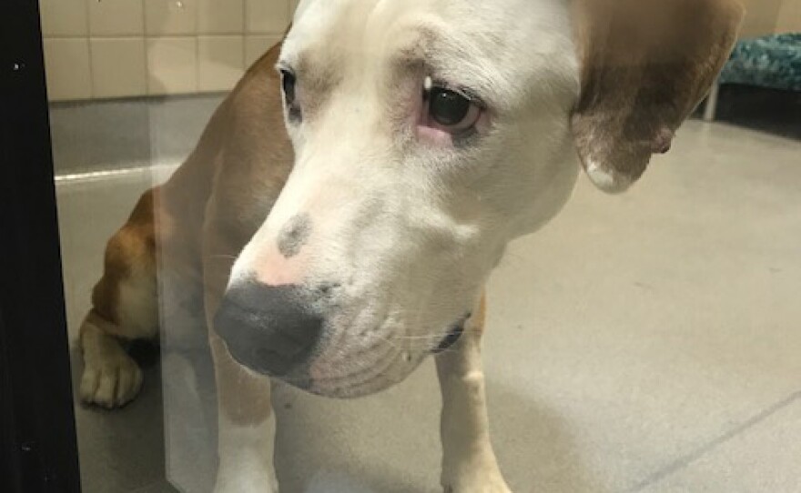 Dogs are placed in the new El Cajon Animal Shelter. June 3, 2018