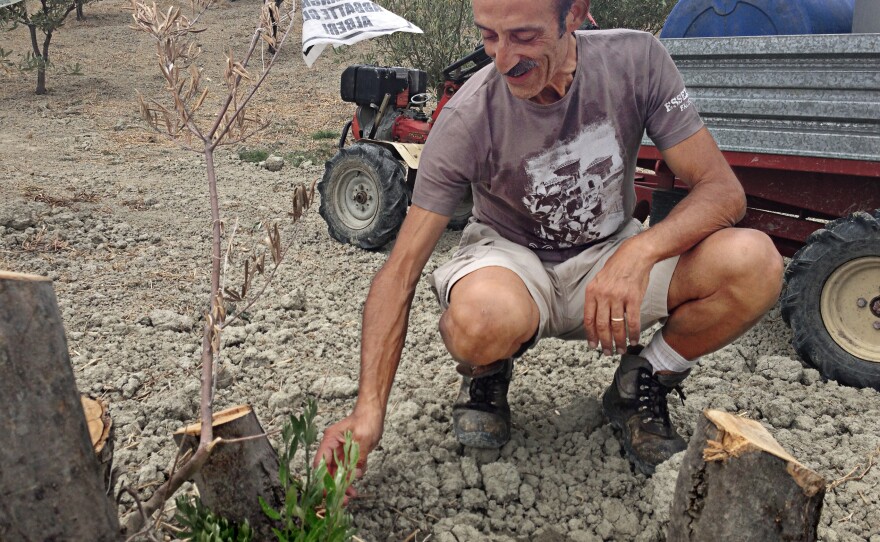 Farmer Daniele Pacicca in the Calabria region of southern Italy shows the stumps of his 13 olive trees that were hacked down this summer. With the help of GOEL Bio, he was able to replace them with twice as many new trees, 26.