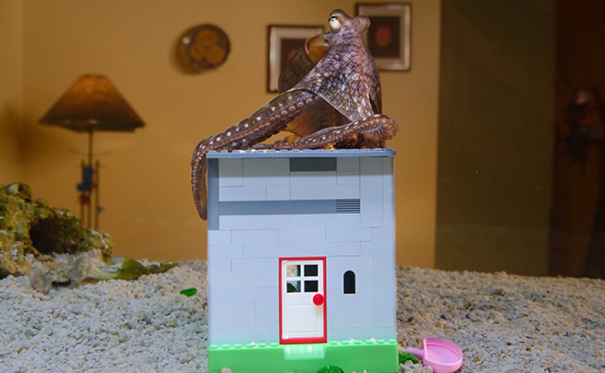 Octopus sitting on toy brick house. Anchorage, Alaska.