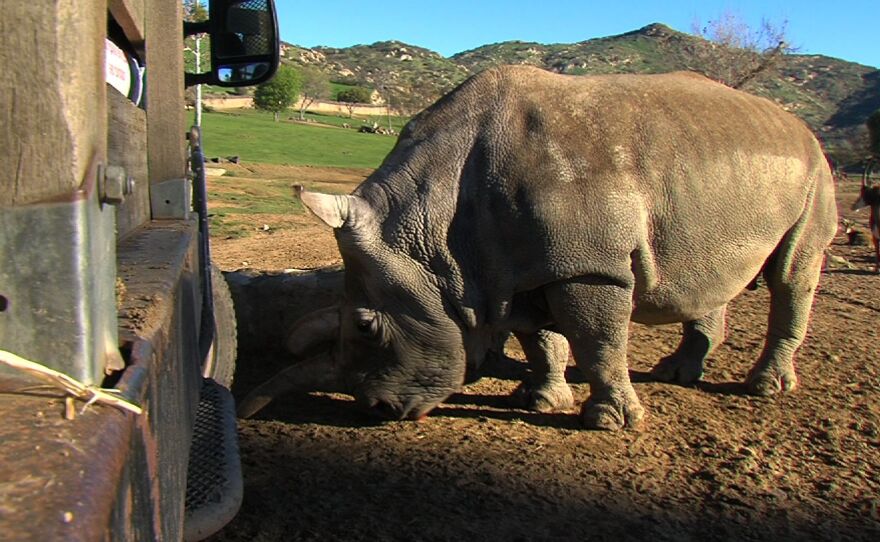 Northern white rhino Nola lingers near a Safari Park truck, Jan. 16, 2015