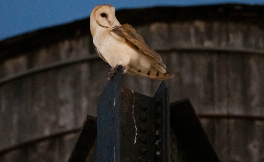 An American Barn Owl sits perched on a water tower on the Upper West Side neighborhood, Wednesday, Oct. 14, 2026, in New York.