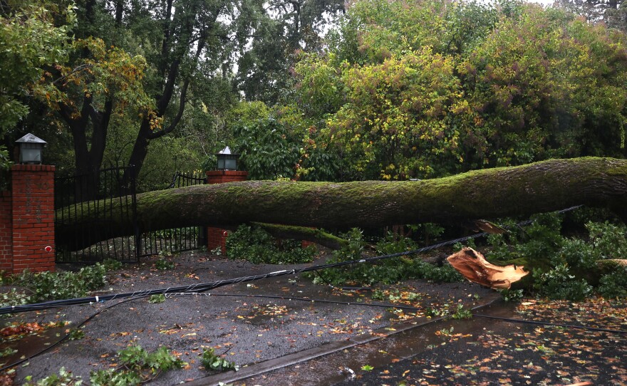 A tree lies across a fence after falling during a storm Sunday in Ross, Calif. A Category 5 atmospheric river is bringing heavy precipitation, high winds and power outages to the San Francisco Bay Area.