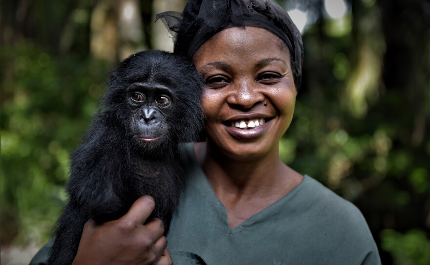 Yvonne Vela Tona, one of the "mamas" at the sanctuary, looks after the young bonobo Esake.