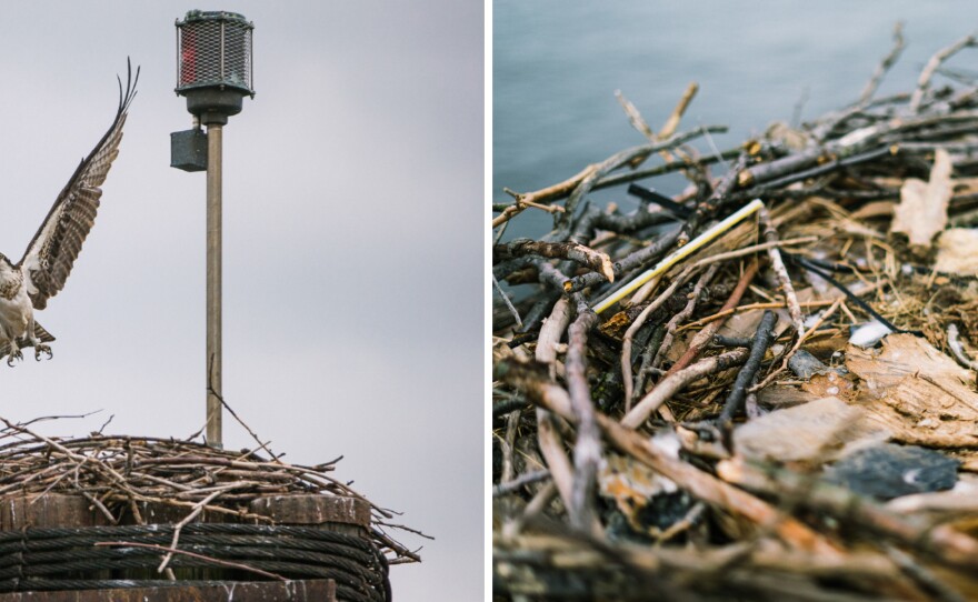 Ospreys nest on the Frederick Douglass Memorial Bridge spanning the Anacostia River. (Right) Four osprey eggs are inside the nest.