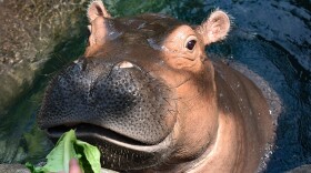 Fiona is a 3-year-old, 1,300-pound hippo, and she's a growing girl. Her keeper, Jenna Wingate, is grateful to be able to work during the coronavirus crisis: "It feels good to be needed," she says.